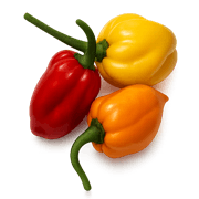 Shape Image